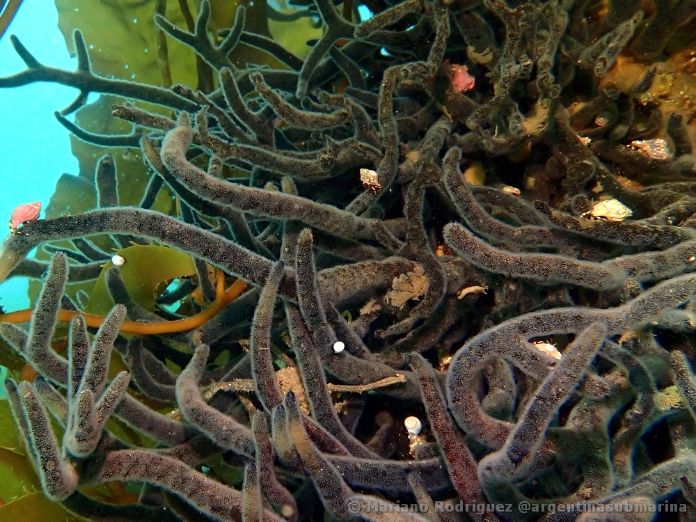Alcyonidium australe - Koy-fauna