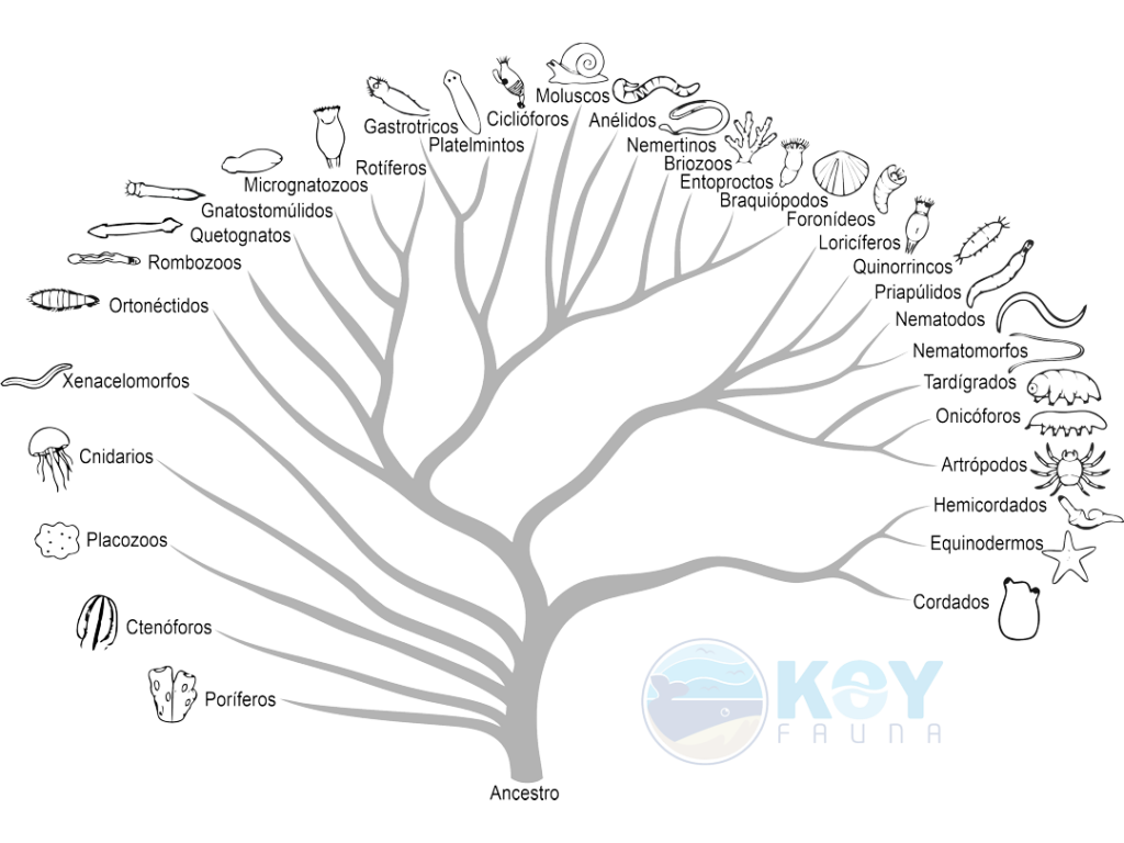 Árbol de relaciones evolutivas de las categorías taxonómicas principales (filos) de invertebrados. Modificado de: Giribet & Edgecombe (2020) The Invertebrate Tree of Life (doi.org/10.2307/j.ctvscxrhm).