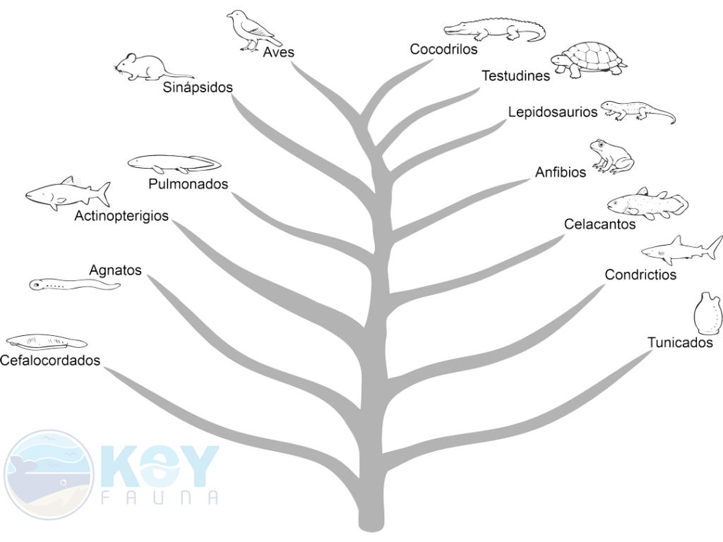 Árbol de relaciones evolutivas de las categorías taxonómicas principales de cordados. Con la excepción de cefalocordados y tunicados, todos corresponden a vertebrados. Modificado general de Irisarri et al. (2017: doi.org/10.1038/s41559-017-0240-5); para relaciones de reptiles y aves, de Nesbitt (2011: doi.org/10.1206/352.1) y Lee (2013: doi.org/10.1111/jeb.12268).