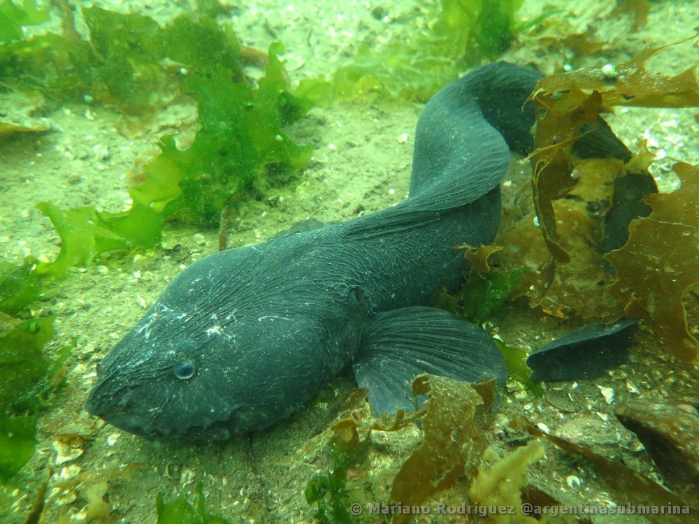 Austrolycus depressiceps - Koy-fauna
