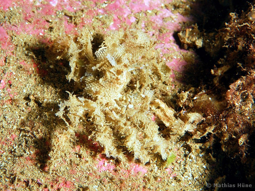 Beania magellanica - Koy-fauna