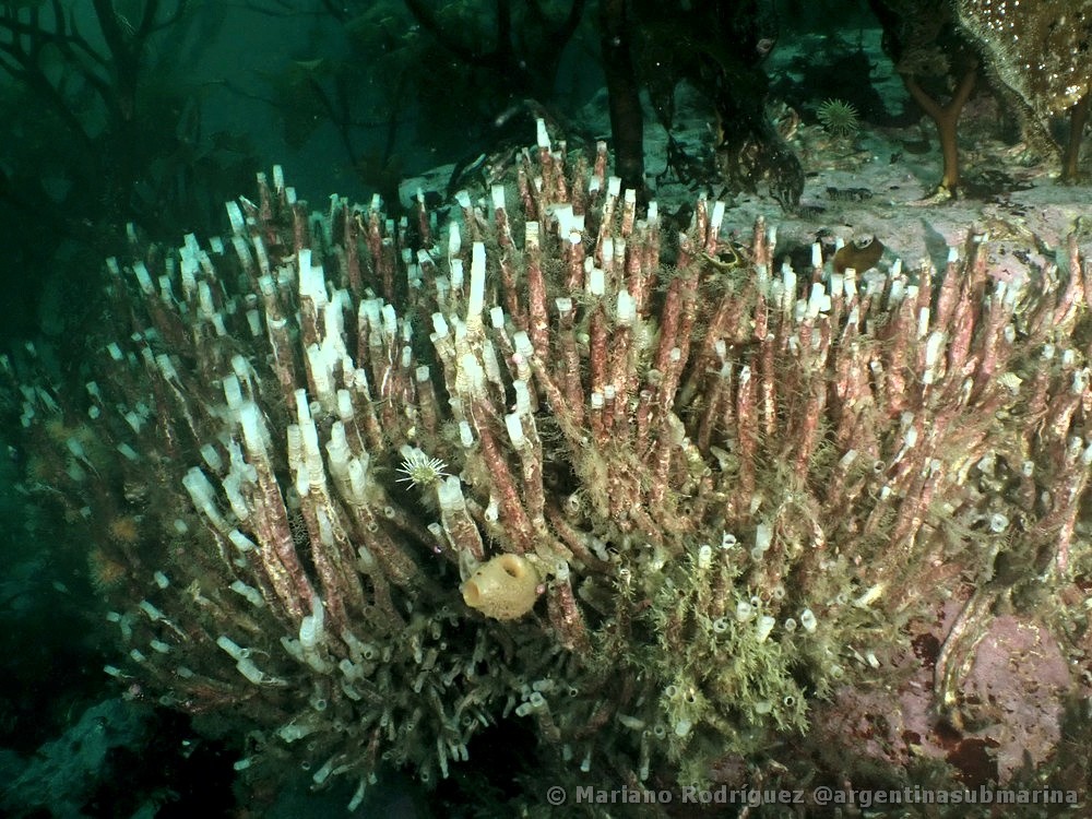 Chaetopterus variopedatus - Koy-fauna