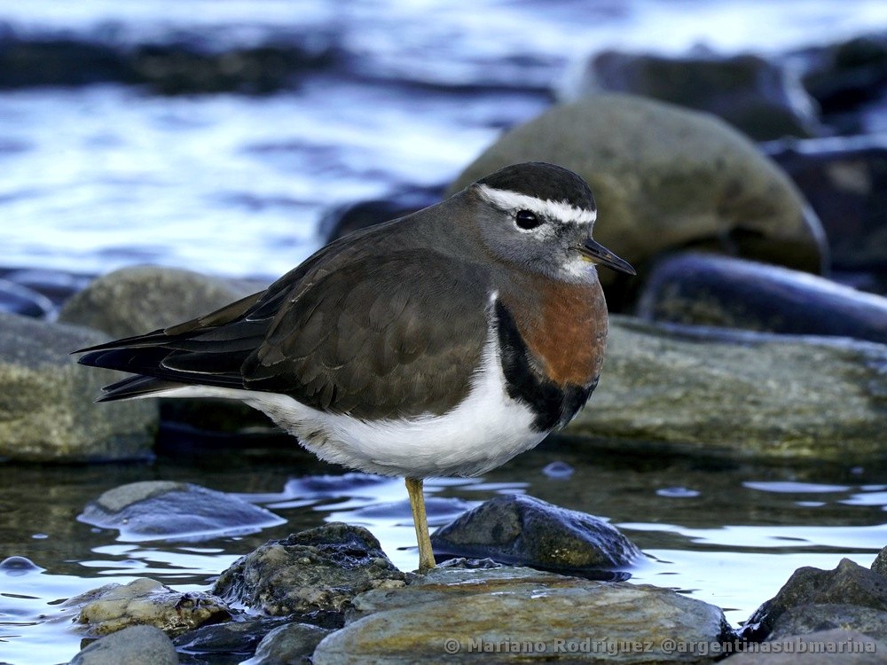 Charadrius modestus - Koy-fauna