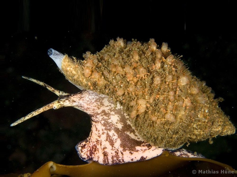 Fusitriton magellanicus - Koy-fauna