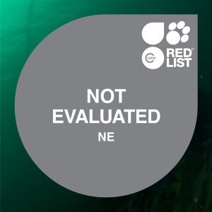 IUCN NE: especie no evaluada