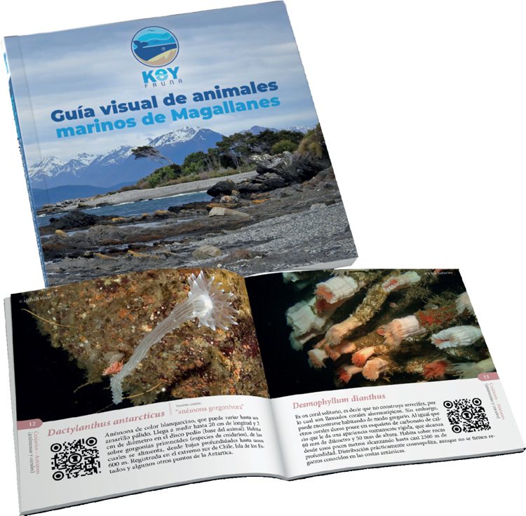 Aldea C, Novoa L, Mardones I, Hernandez C & Hune M (2023) Koy-fauna: Guía visual de animales marinos de Magallanes. 120 pp.