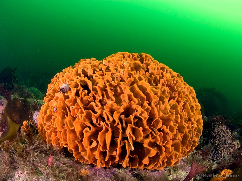 Microporella hyadesi - Koy-fauna