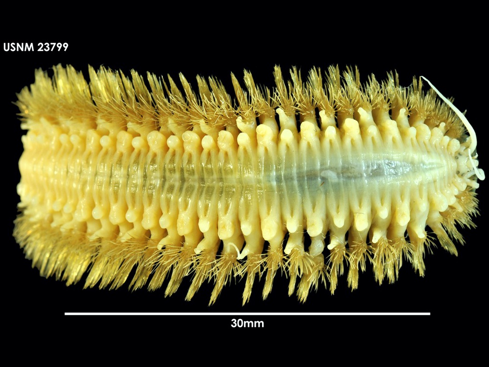Harmothoe spinosa - Koy-fauna
