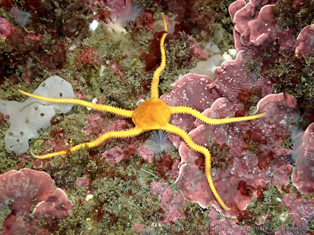 Ophiomyxa vivipara - Koy-fauna