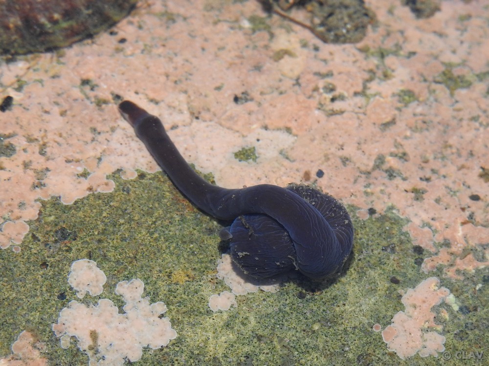 Parborlasia corrugatus - Koy-fauna