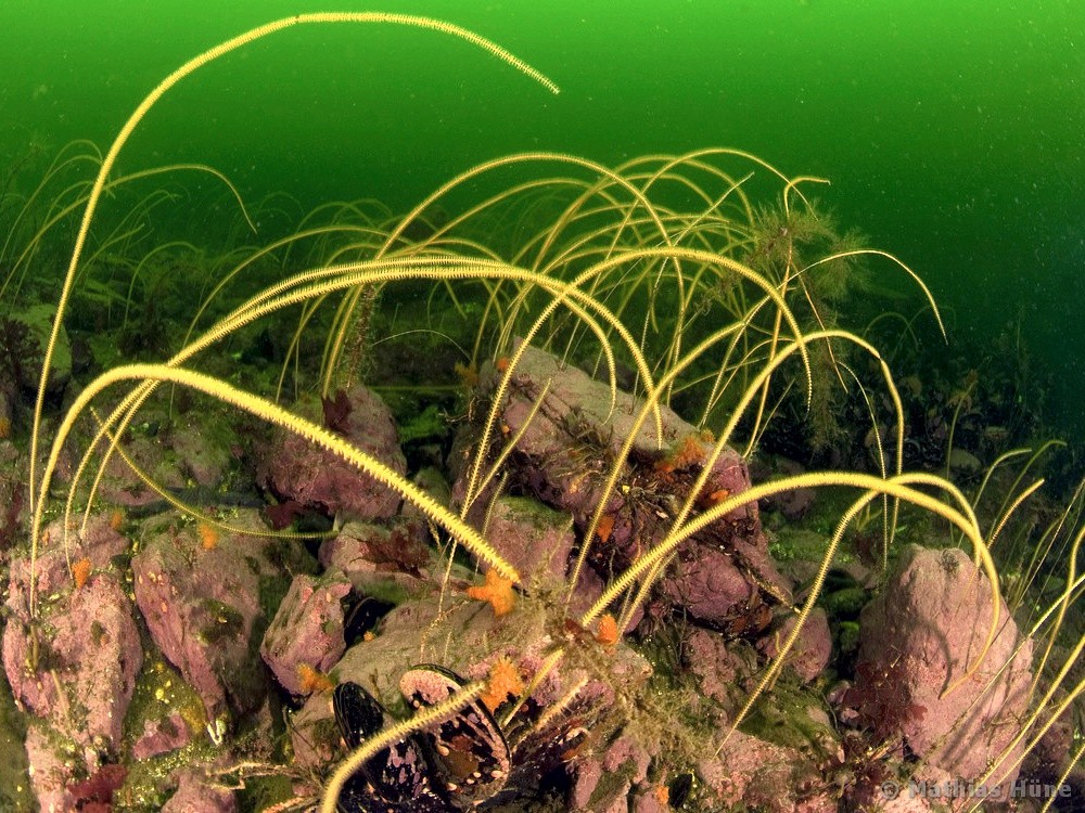 Primnoella chilensis - Koy-fauna