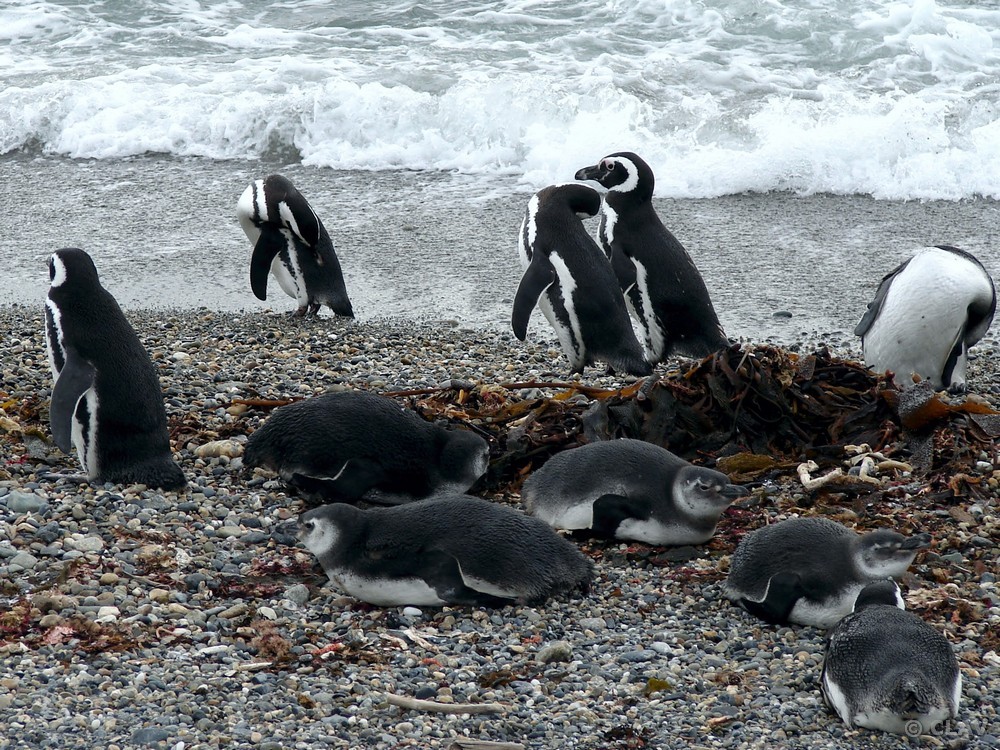 Spheniscus magellanicus - Koy-fauna